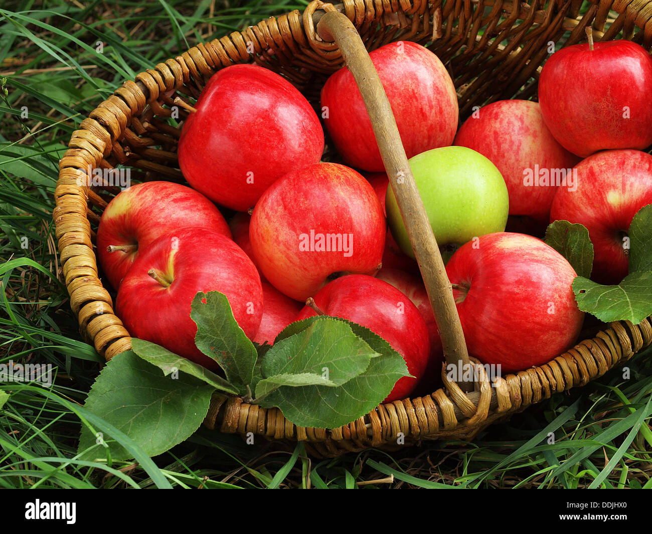 Fresh apples in the basket Stock Photo