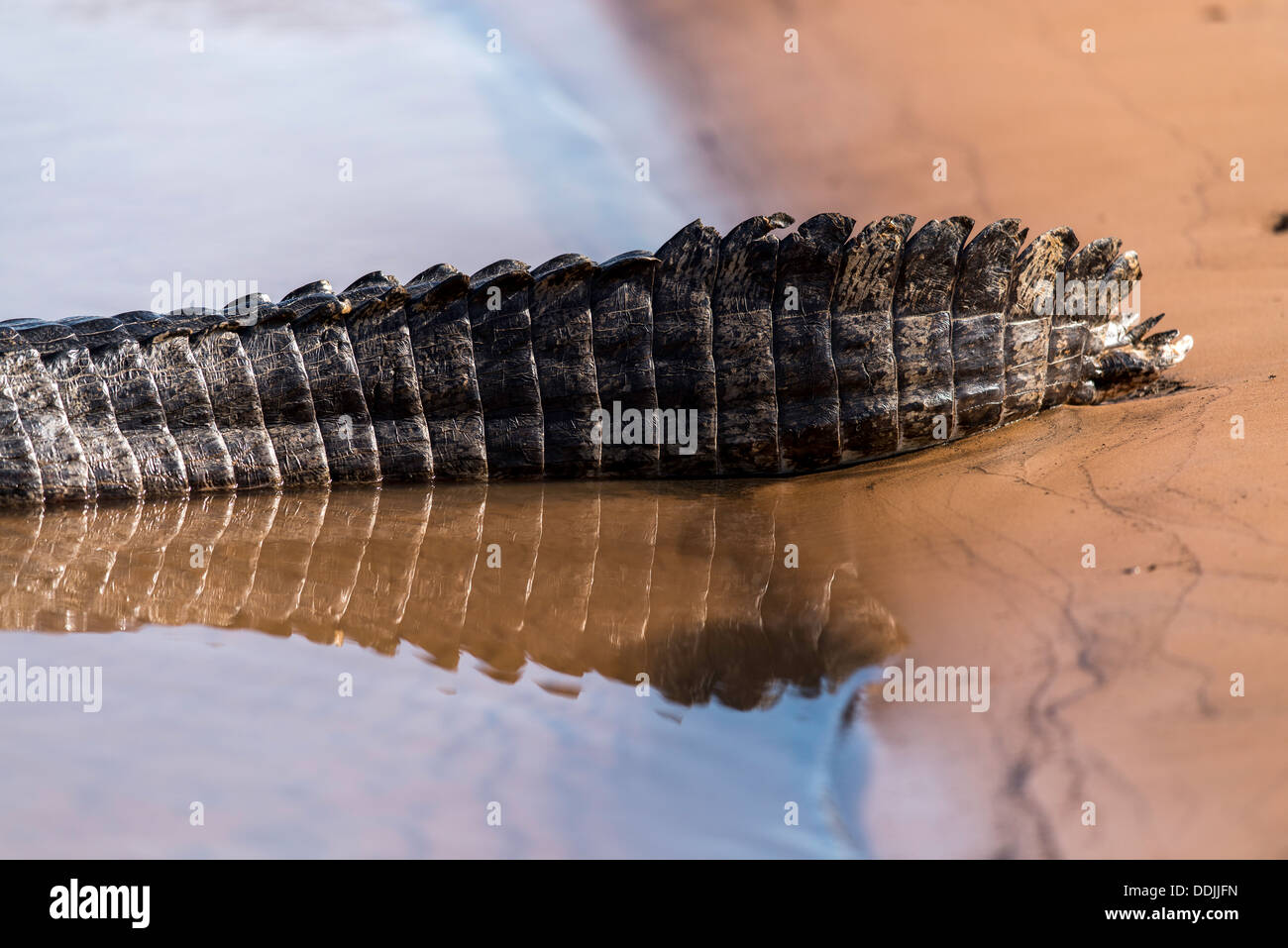 Yacare caiman tail on the Three 