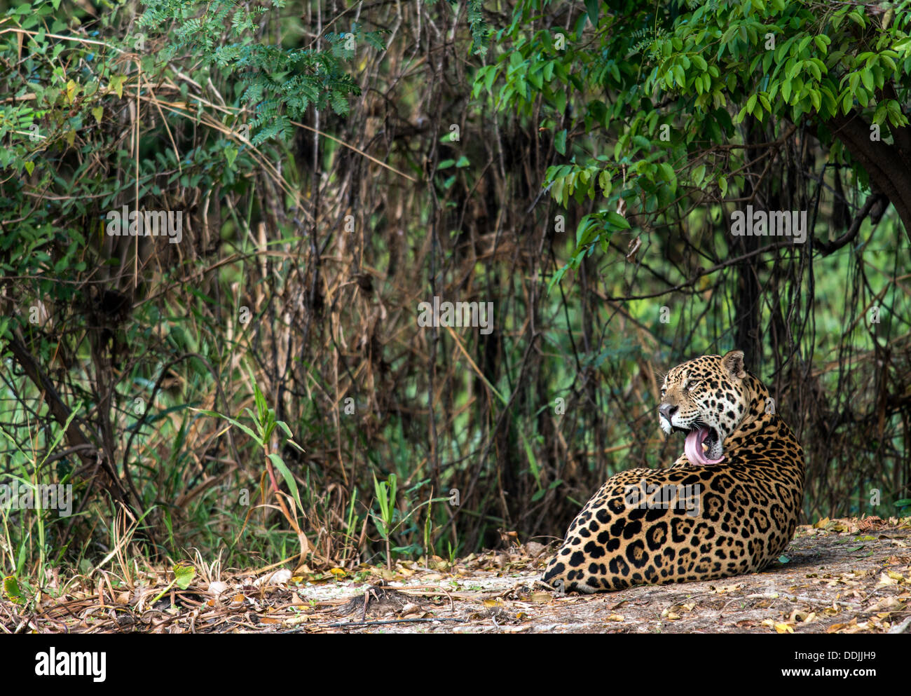 Jaguar (Panthera onca) relaxing alongside The Three Brothers river in Pantanal Porto Jofre Mato Grosso Brasil South America Stock Photo