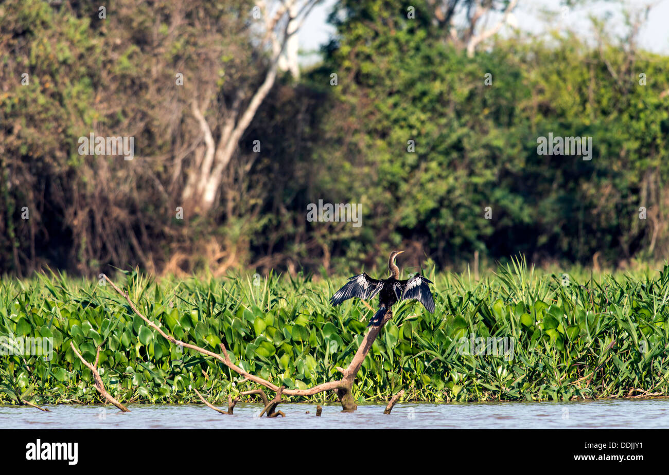 Anhinga Drying Anhinga (anhinga anhinga) drying its wings The Three Brothers river in ...