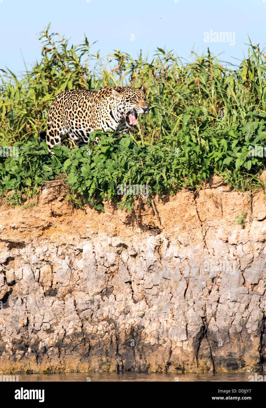 Jaguar (Panthera onca) alongside The Three Brothers river in Pantanal Porto Jofre Mato Grosso Brasil South America Stock Photo