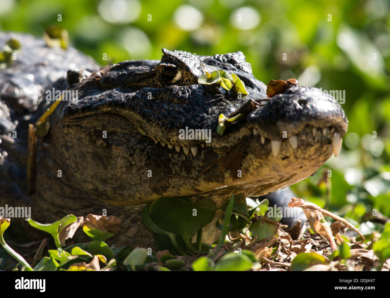 Yacare caiman on the Three Brothers river Pantanal Mato Grosso Brazil South America Stock Photo