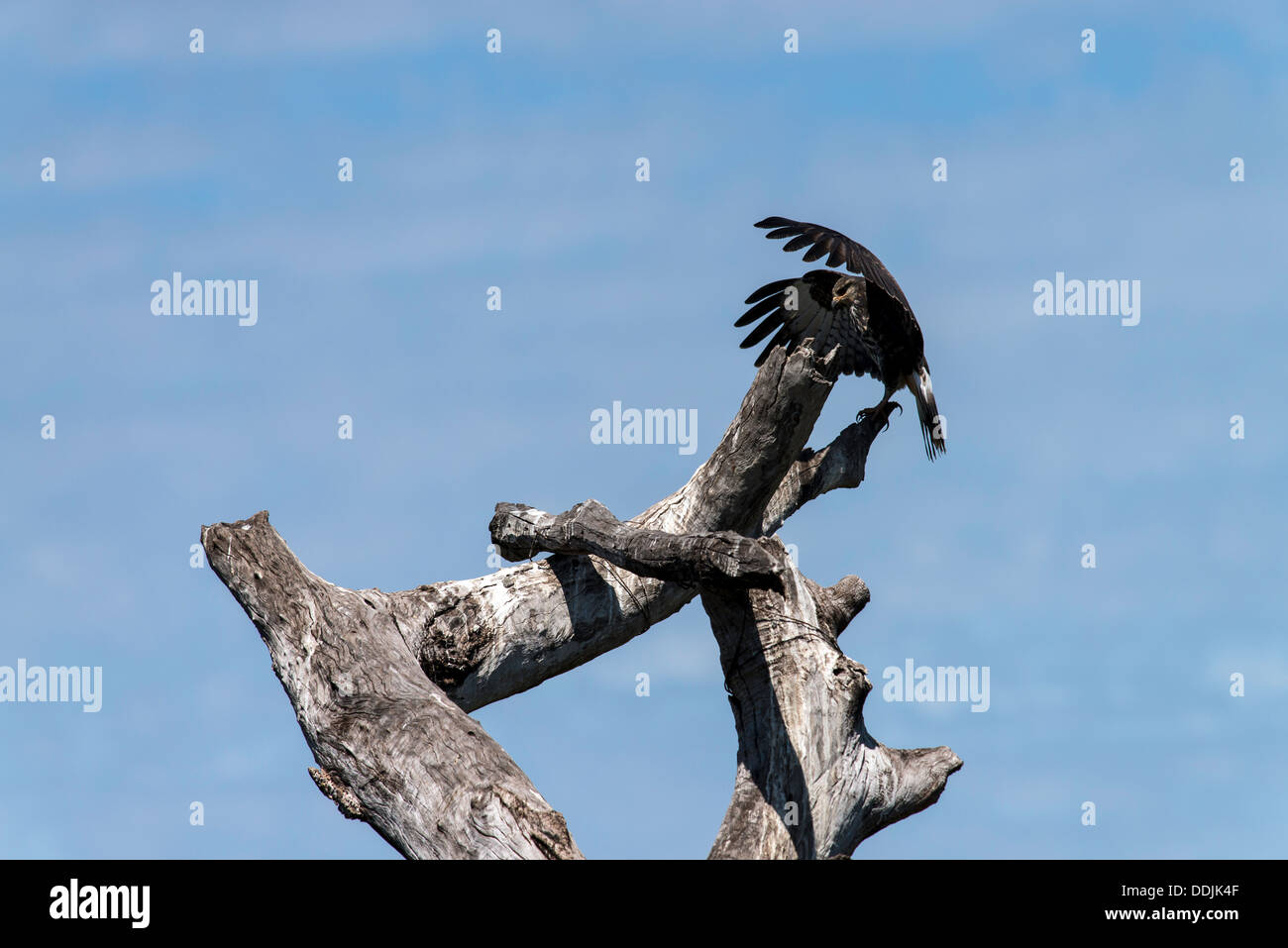 Birds of Pantanal Snail Kite Rostrhamus sociabilis Araras Eco Lodge Pantanal Mato Grosso Brazil South America Stock Photo