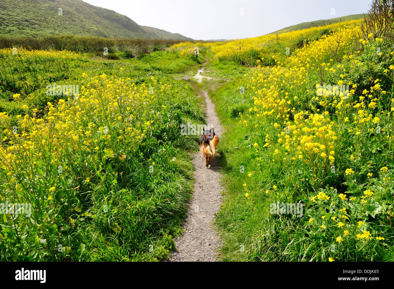 Dog walking on path in Pt Reyes National Seashore Stock Photo Alamy