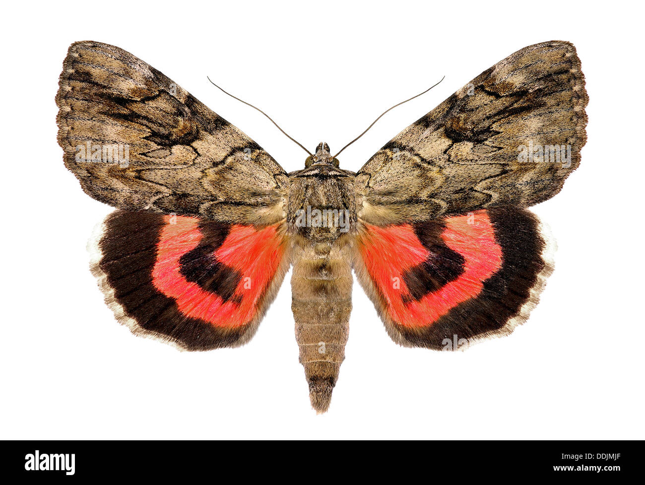 Rosy underwing, Catocala electa, an European Moth Stock Photo