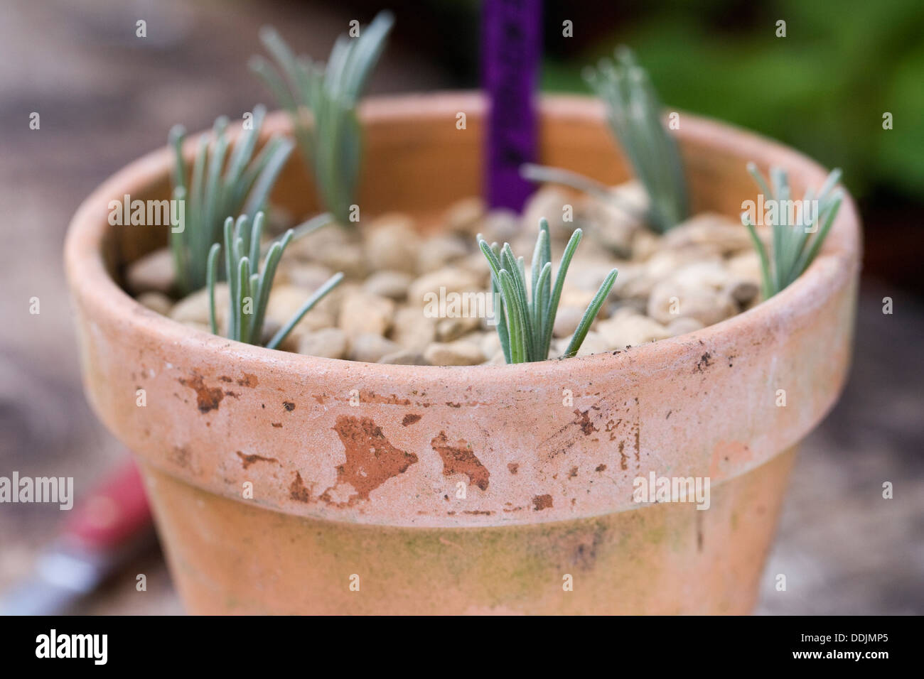 Lavandula cuttings. Semi ripe lavender cuttings in a terracotta pot. Stock Photo