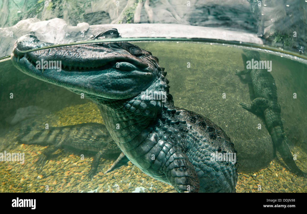 Aquarium zoo crocodile hires stock photography and images Alamy