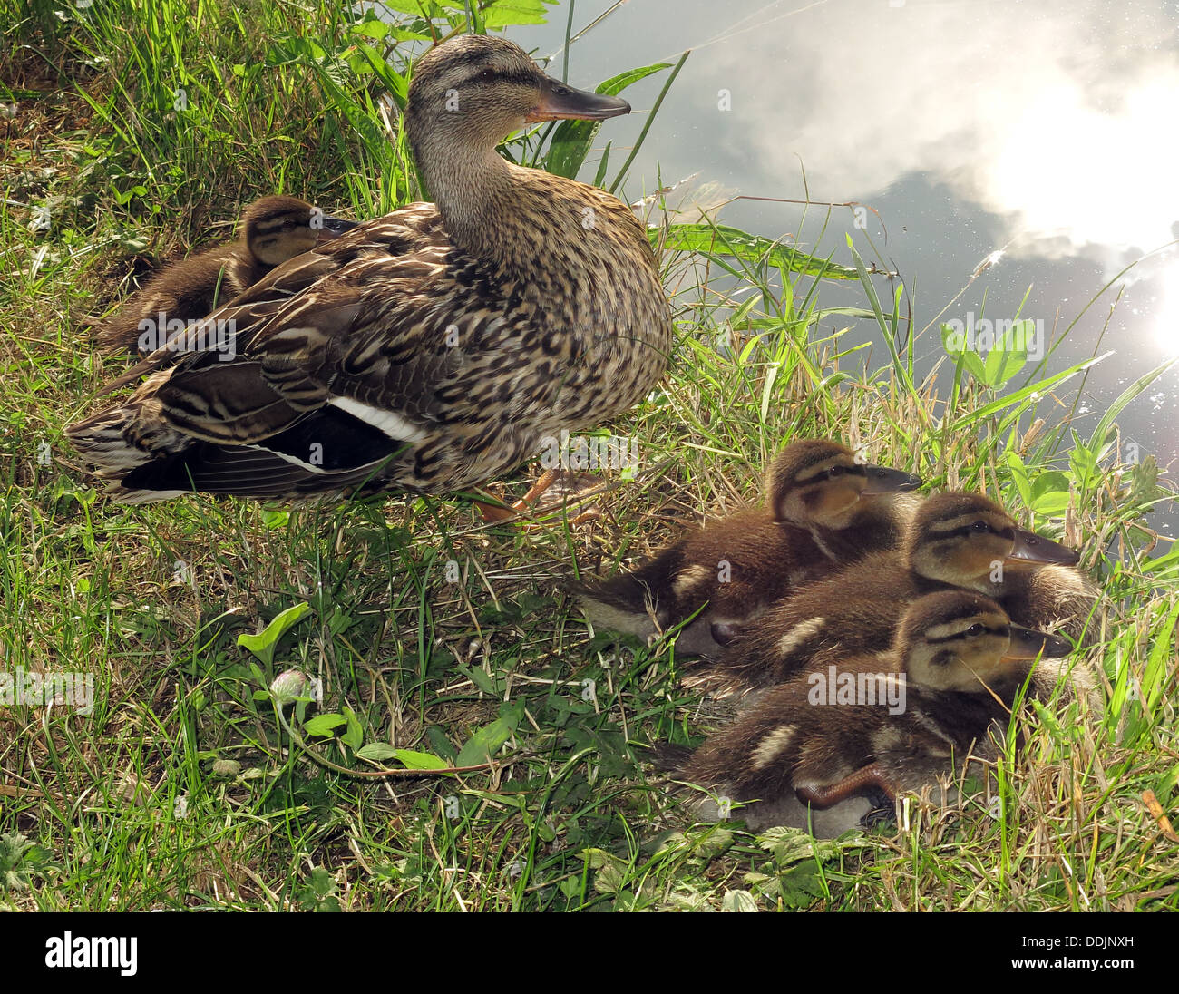 Spring scene, duck with her baby ducklings, beside the water, Cheshire , North West England, UK Stock Photo