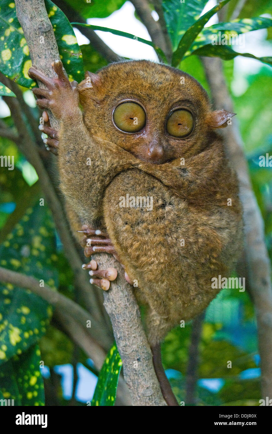 The Philippine Tarsier (Carlito syrichta), on branch of tree, Loboc, Bohol, Visayas, Philippines Stock Photo