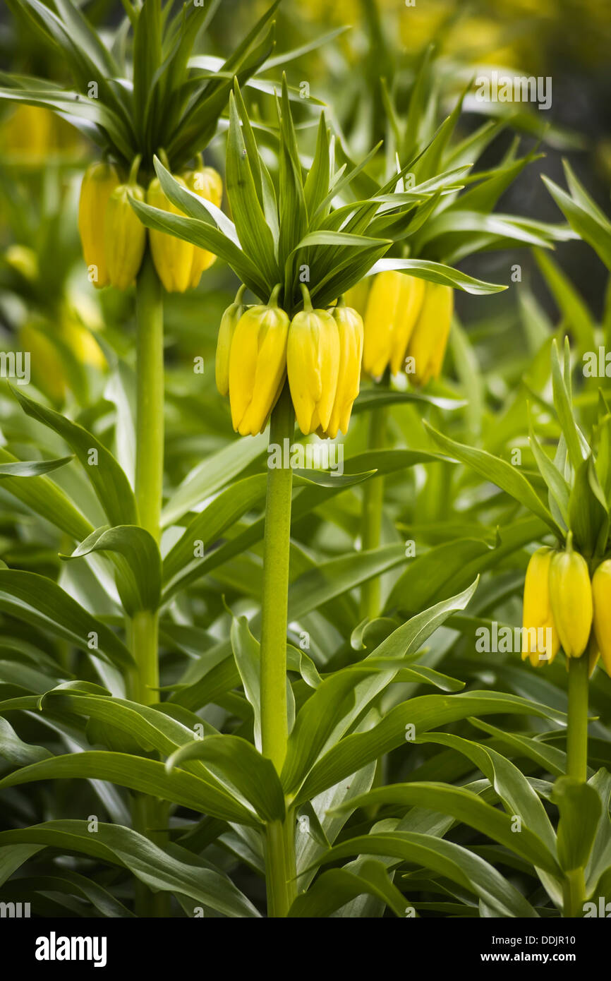 Close up of yellow Fritillaria imperialis, or Crown Imperial Fritillary in Beth Chatto's gardens, Colchester, Essex, UK flowering in spring (April) Stock Photo