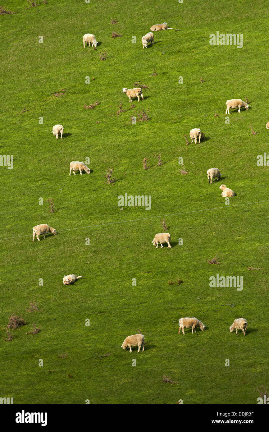 Sheep and farmland near Waitahuna, Otago, South Island, New Zealand Stock Photo