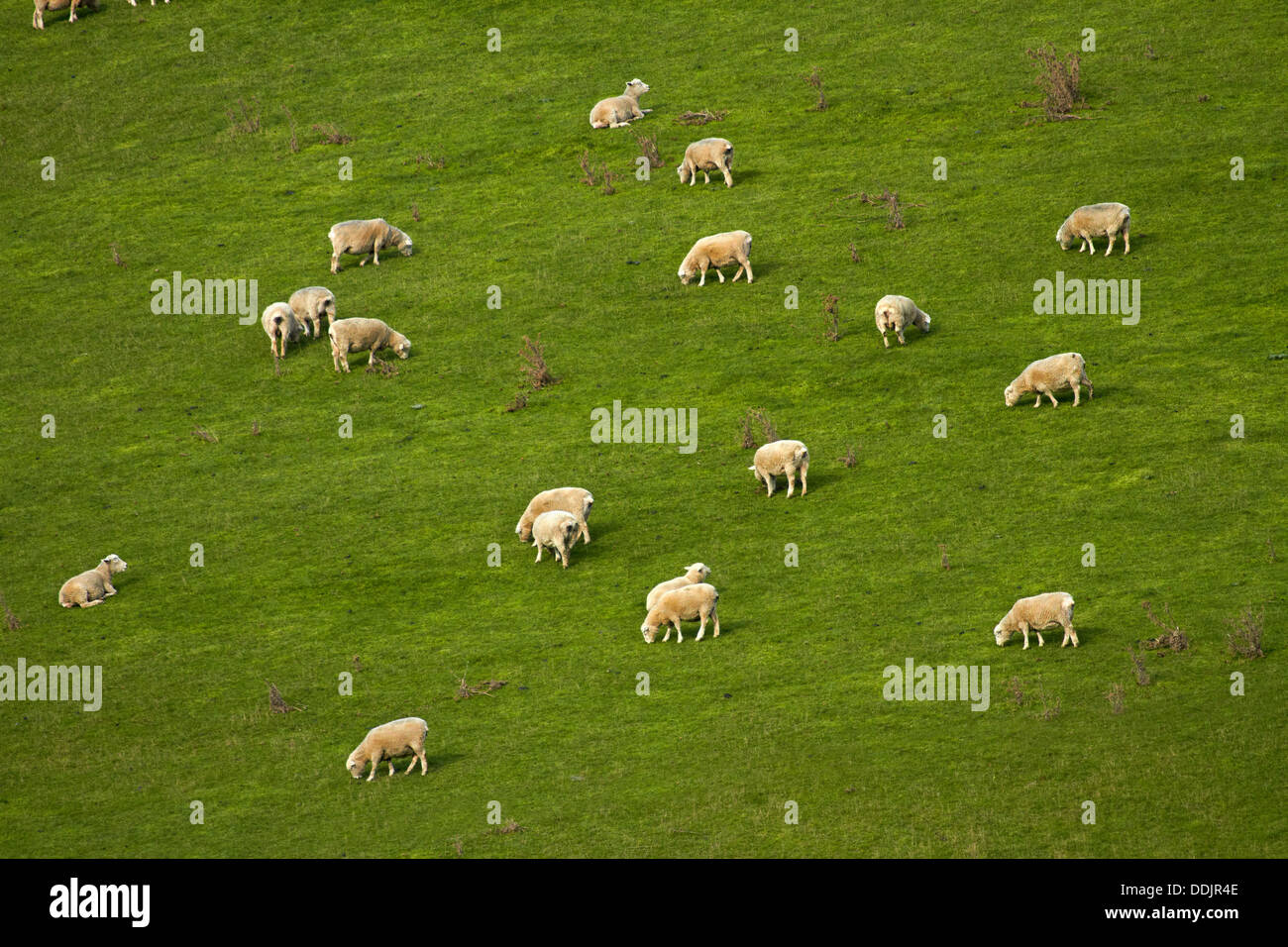 Sheep and farmland near Waitahuna, Otago, South Island, New Zealand Stock Photo