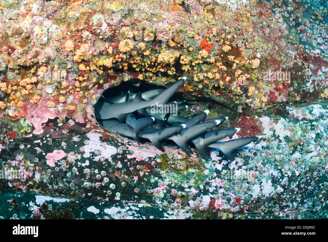 Whitetip reef sharks, Triaenodon obesus, Roca Partida, Revillagigedos Archipelago, Pacific Stock Photo