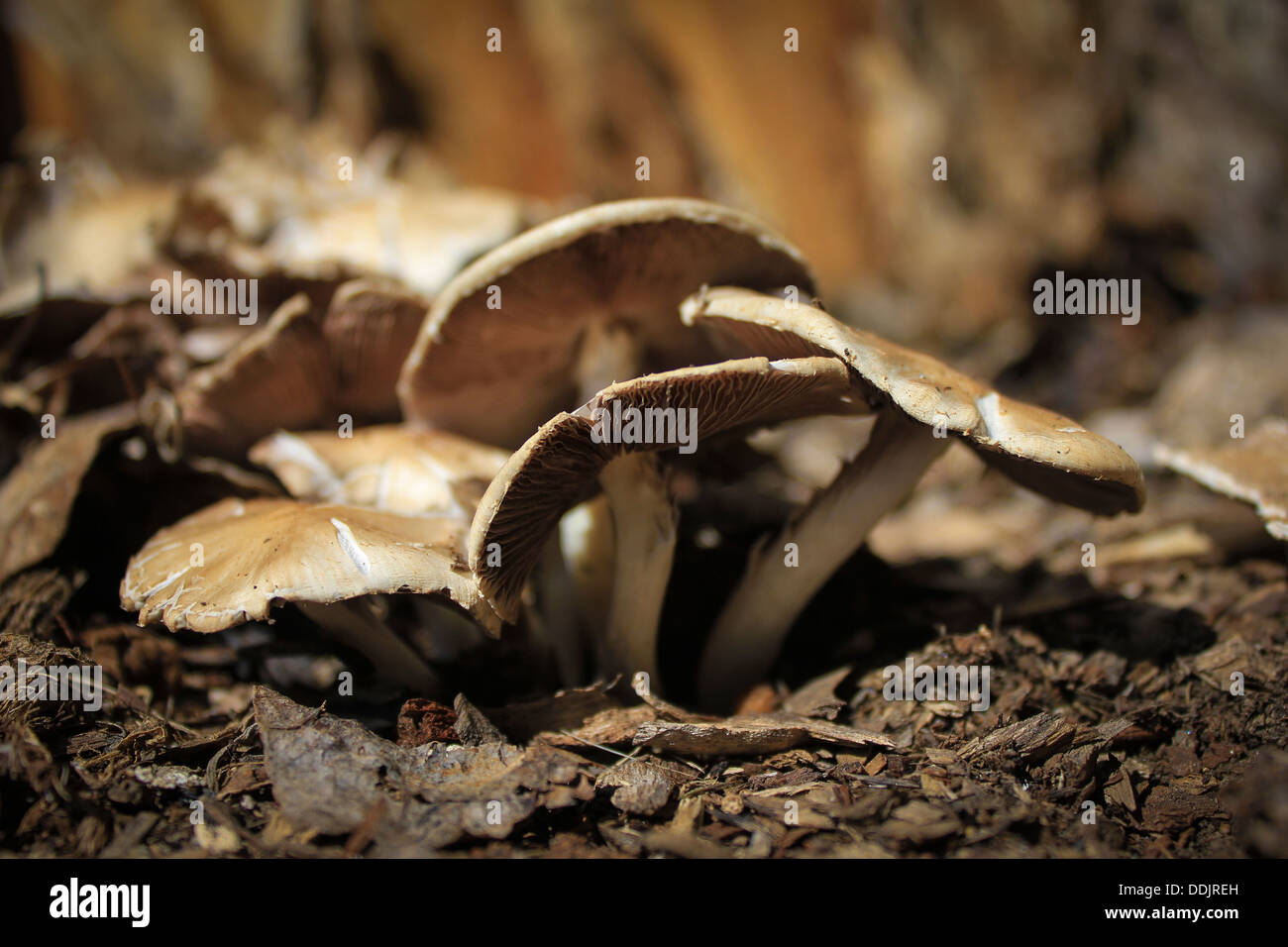 Wild Woodland Mushrooms next to Weathered Tree Stump Stock Photo