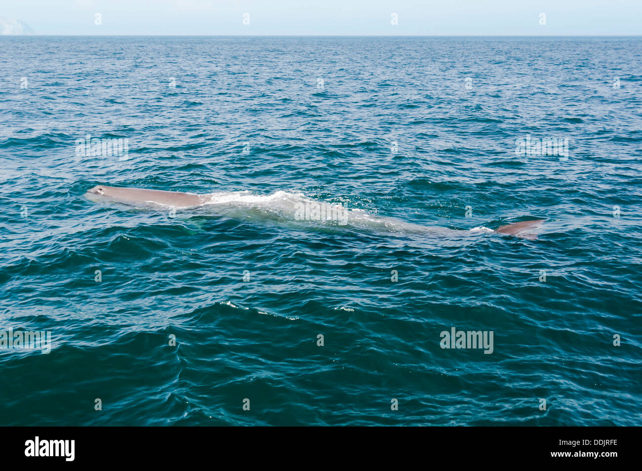 Sperm Whale, Physeter macrocephalus, Sea of Cortez, Midriff Islands, Mexico, Pacific Stock Photo