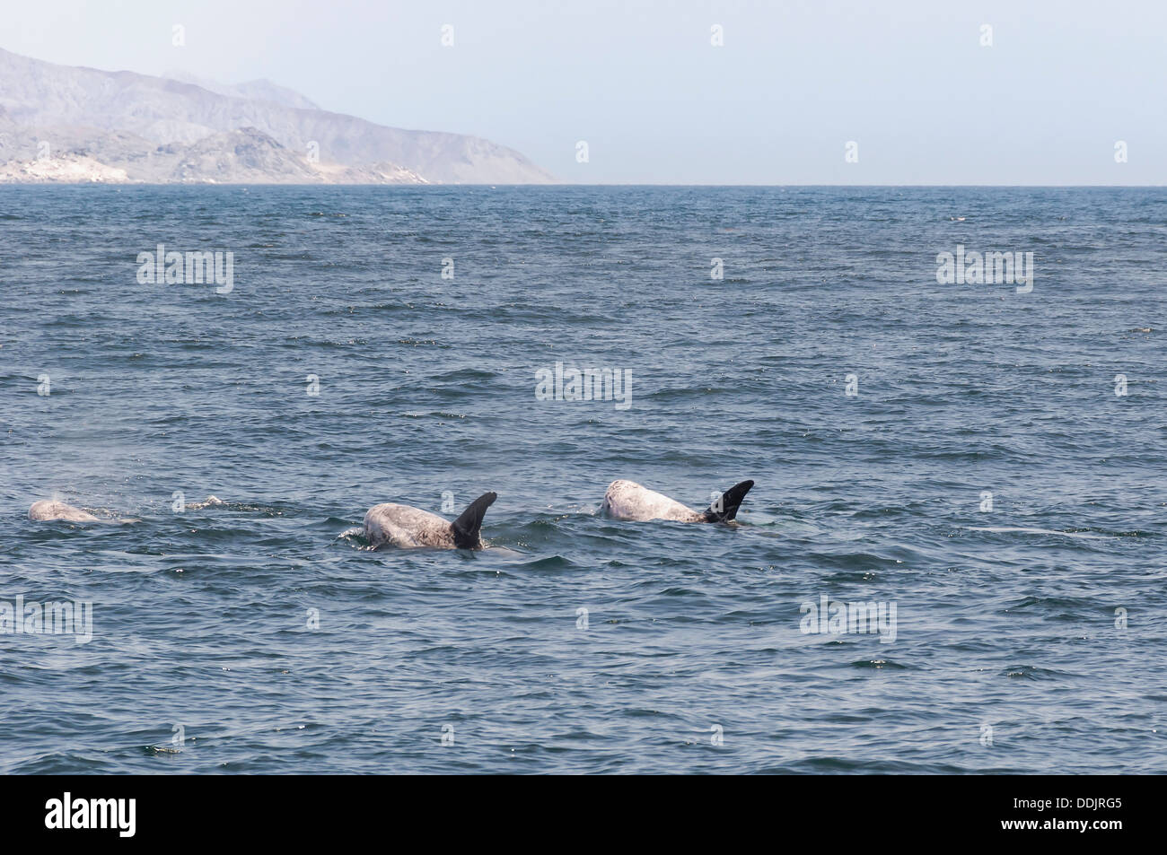 Risso's dolphins, Grampus griseus, Sea of Cortez, Midriff Islands, Mexico, Pacific Stock Photo