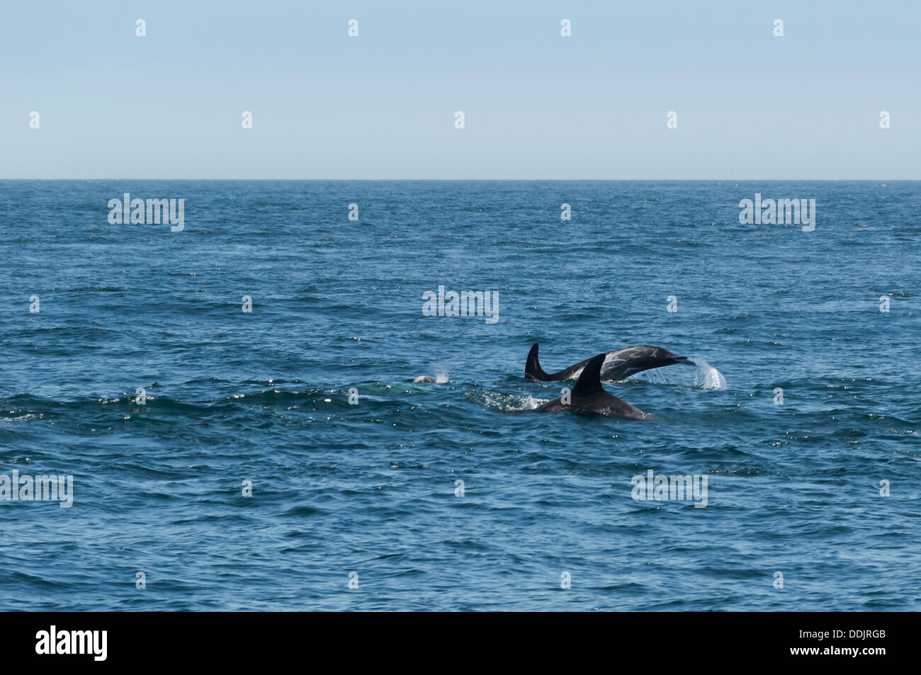 Risso's dolphins, Grampus griseus, Sea of Cortez, Midriff Islands, Mexico, Pacific Stock Photo