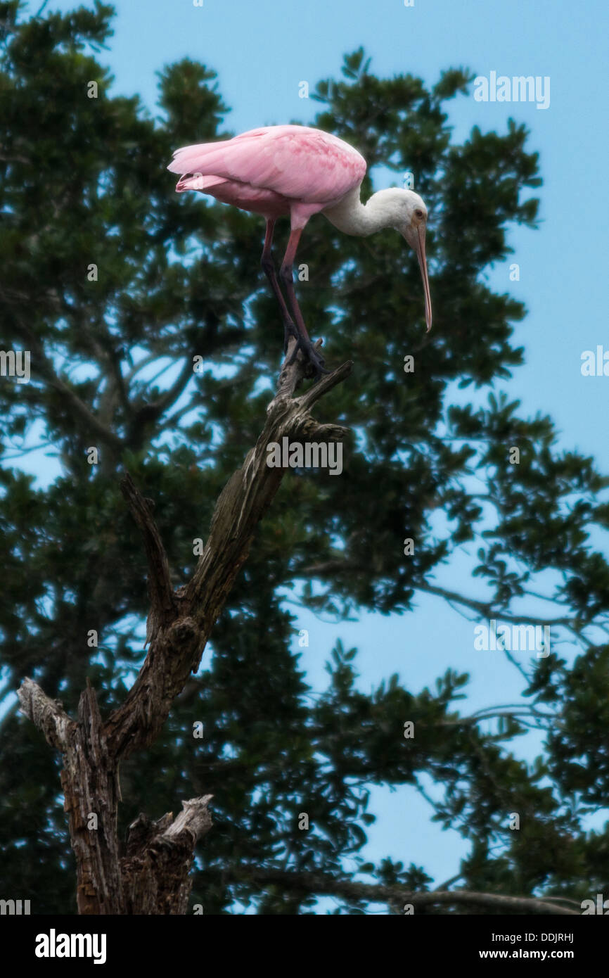 Roseate spoonbill bird pink color hi-res stock photography and images ...