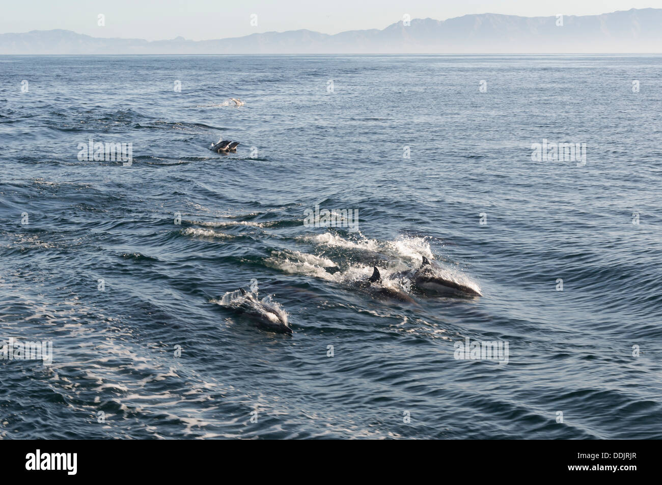 Long-beaked common dolphins, Delphinus capensis, Sea of Cortez, Midriff Islands, Mexico, Pacific Stock Photo