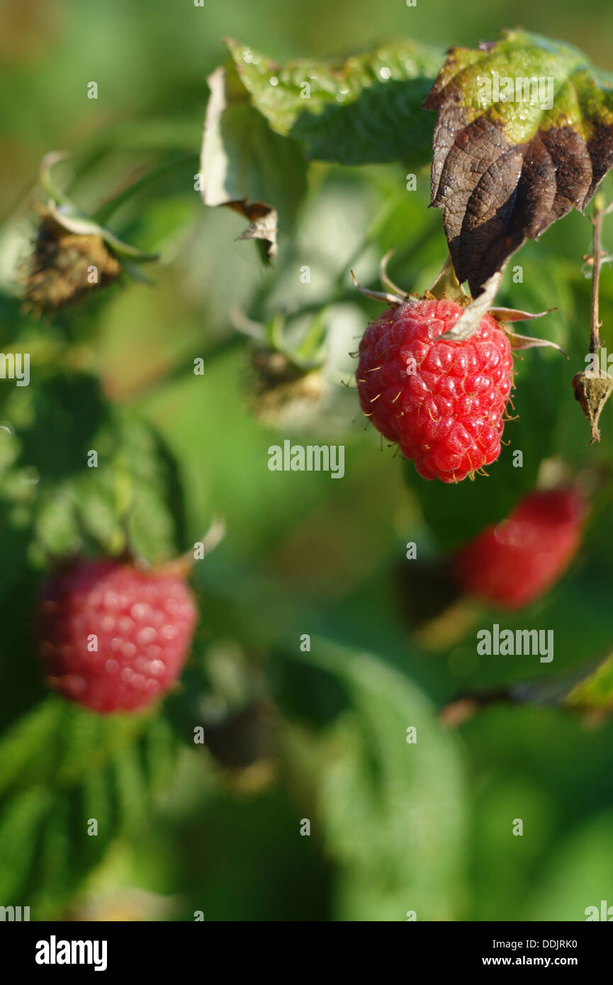 Rasp leaf hi-res stock photography and images - Alamy