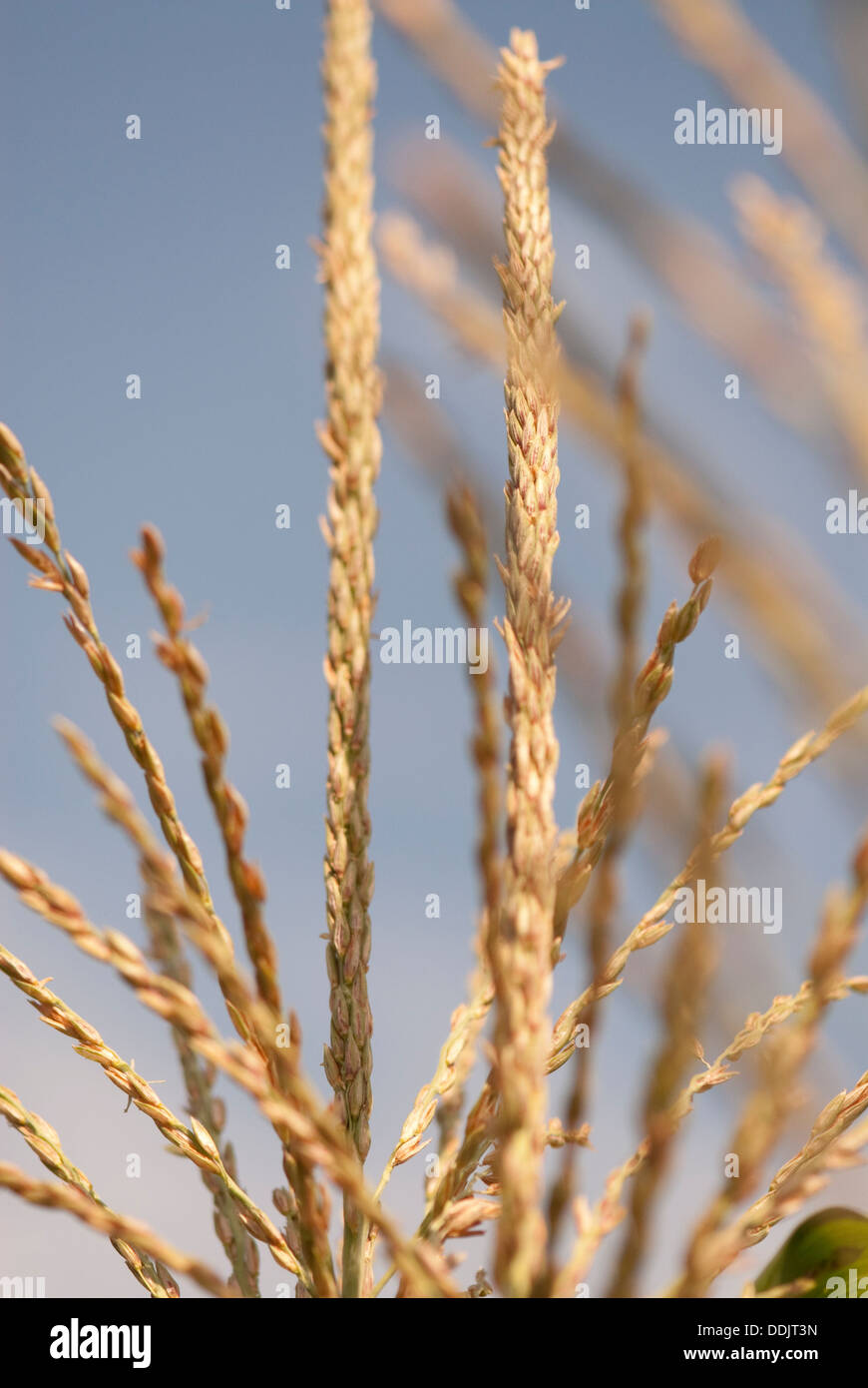 Corn tassel hires stock photography and images Alamy
