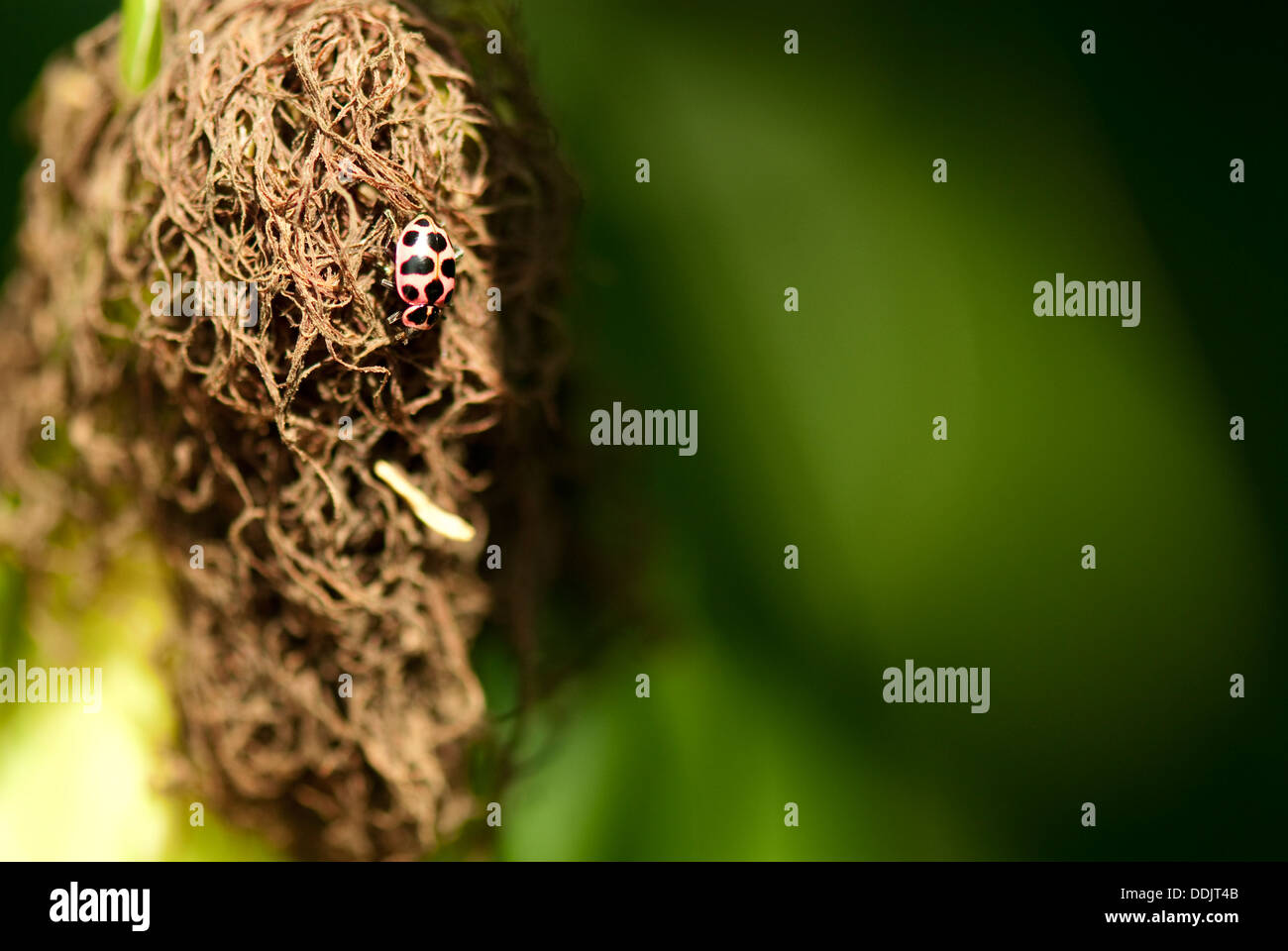 A ladybug on the mature silk of a corn ear Stock Photo