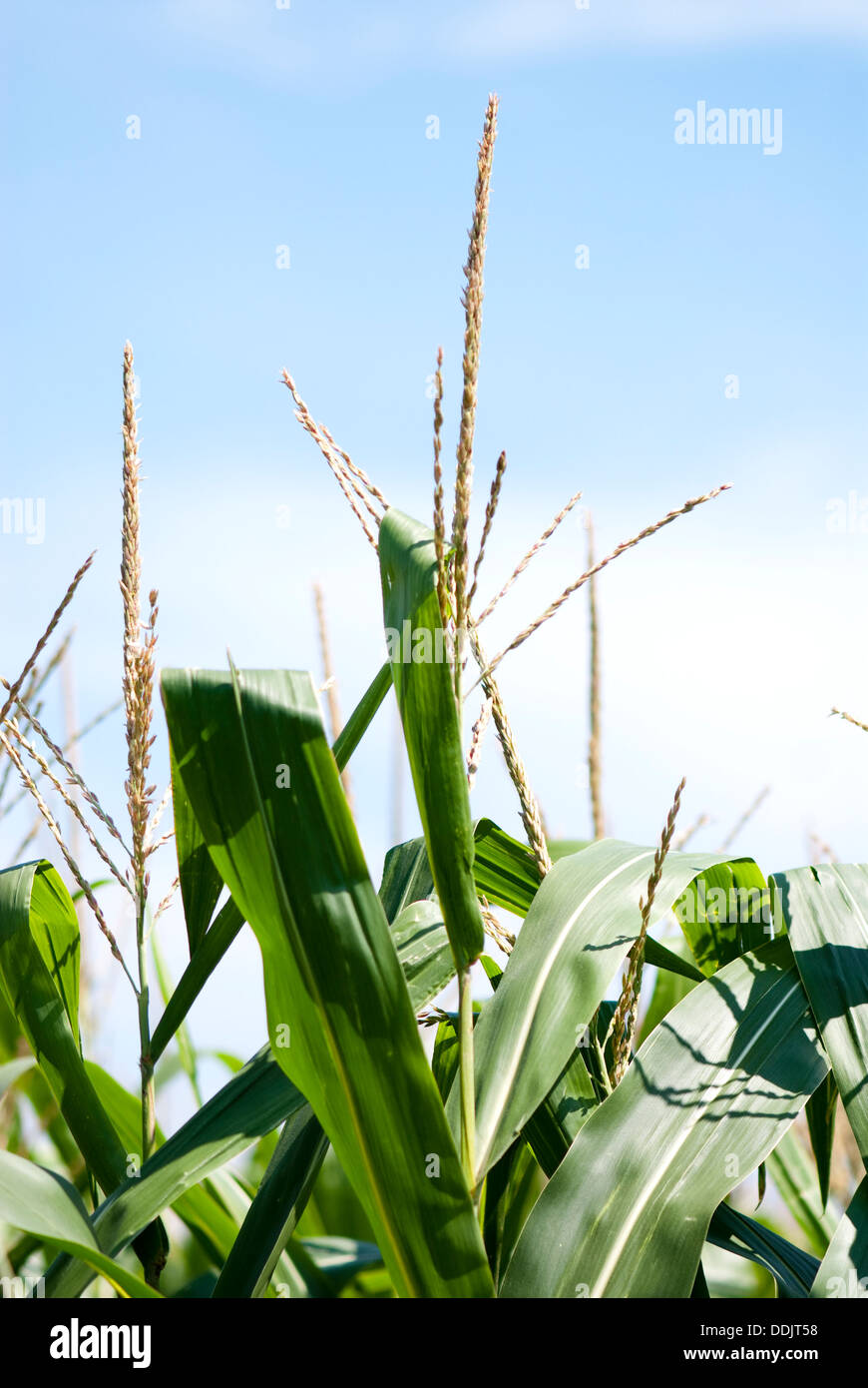 Corn tassels and leaves in a field Stock Photo Alamy
