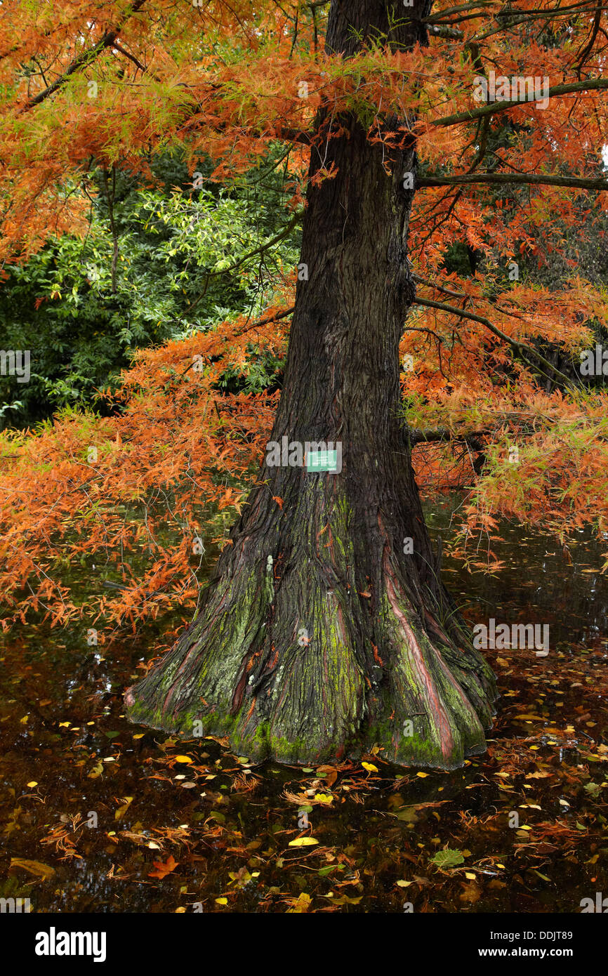 Swamp Cypress in Autumn, Botanic Gardens, Hagley Park, Christchurch, Canterbury, South Island, New Zealand Stock Photo