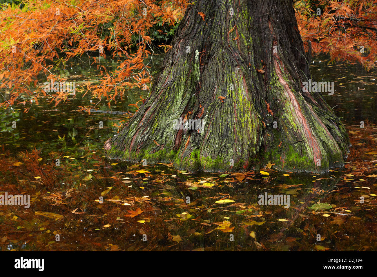 Swamp Cypress in Autumn, Botanic Gardens, Hagley Park, Christchurch, Canterbury, South Island, New Zealand Stock Photo