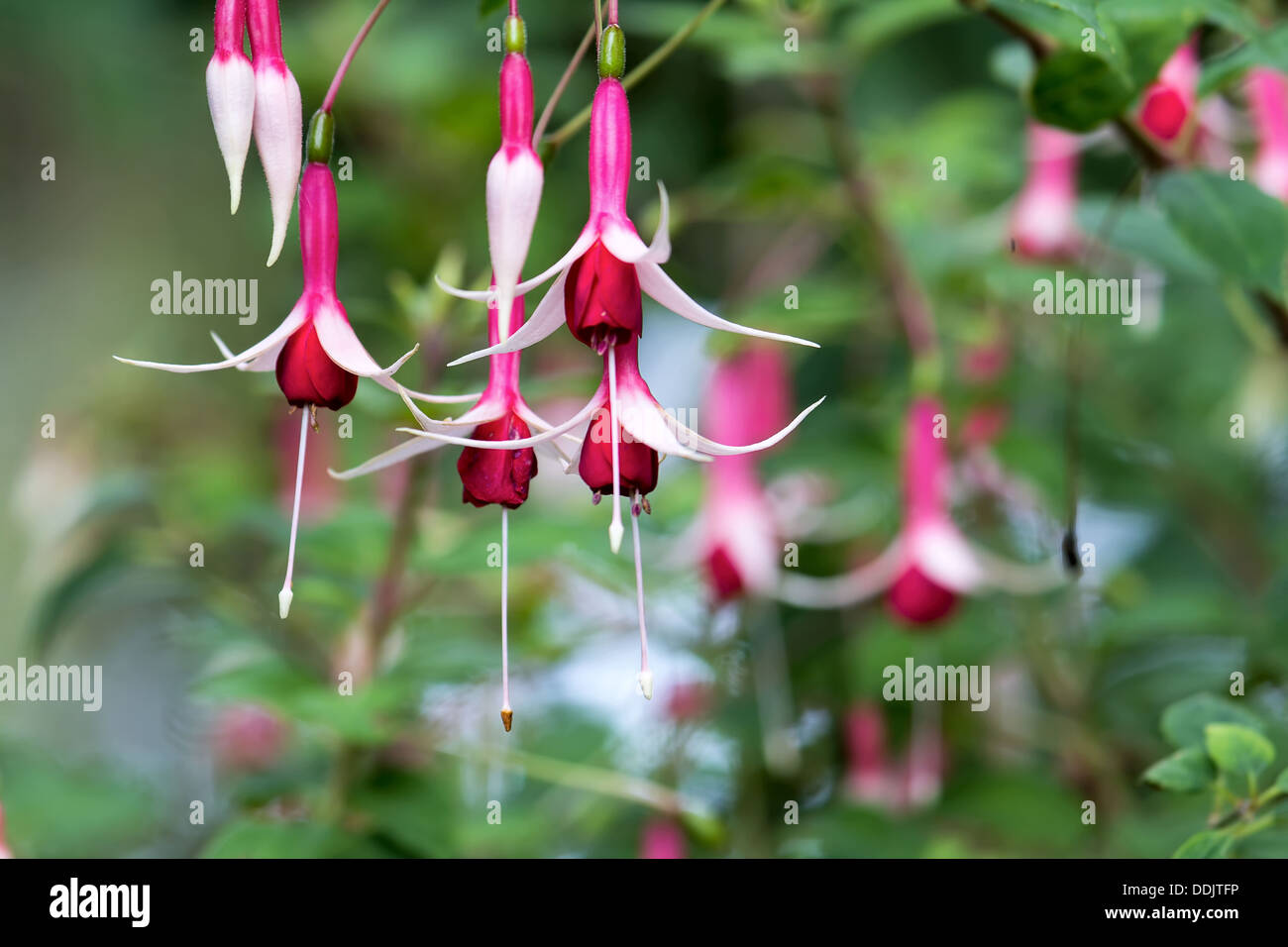 Pink Fuchsia Flowers Blooming on Shrub on Blurred Background Closeup Stock Photo