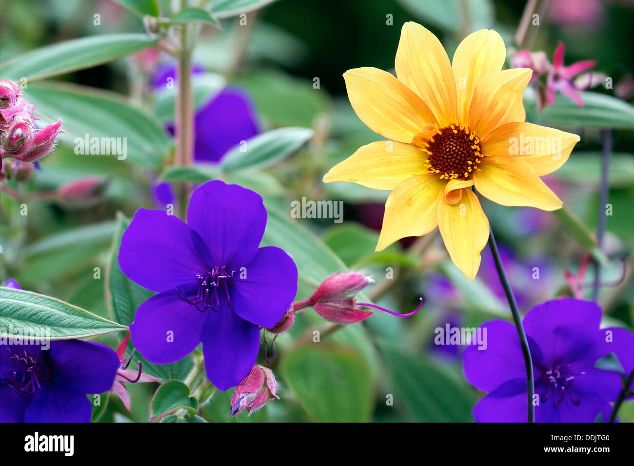 Colorful Purple Princess Flowers and Yellow Daisy in Bloom During Summer Background Stock Photo