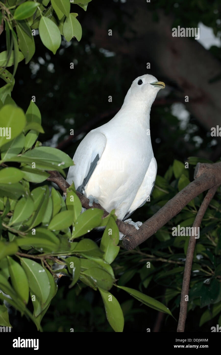 Torresian Imperial Pigeon / Torres Strait Pigeon / Nutmeg Pigeon- Ducula spilorrhoa - Family Columbidae Stock Photo