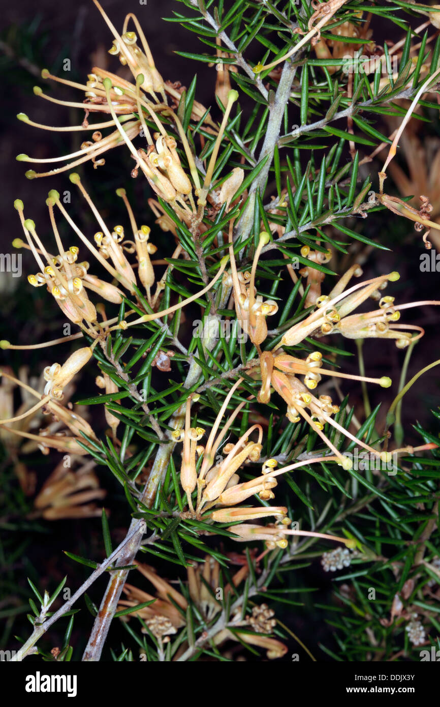 Close-up of Australian native Yellow Hakea- Hakea nodosa - Family Proteaceae Stock Photo