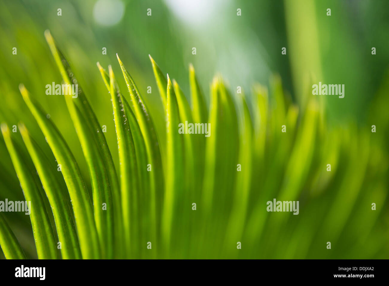A spiky green plant seen in