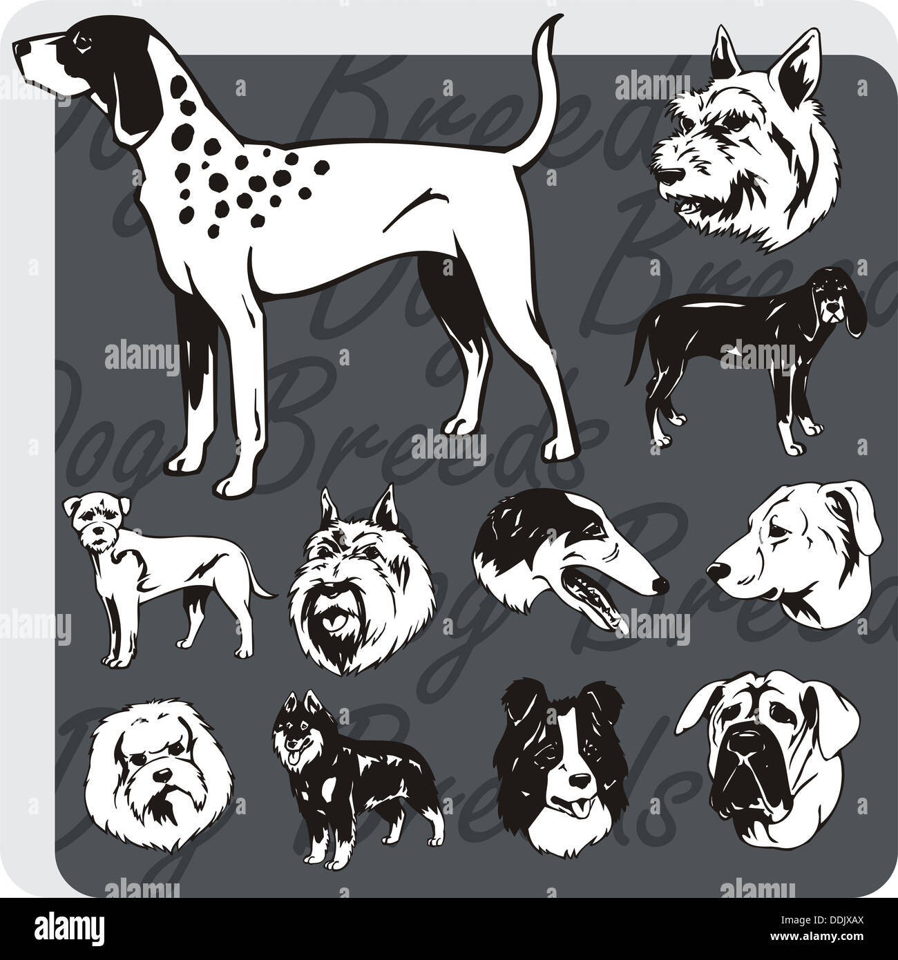 Dog breeds - vinyl-ready  illustration Stock Photo