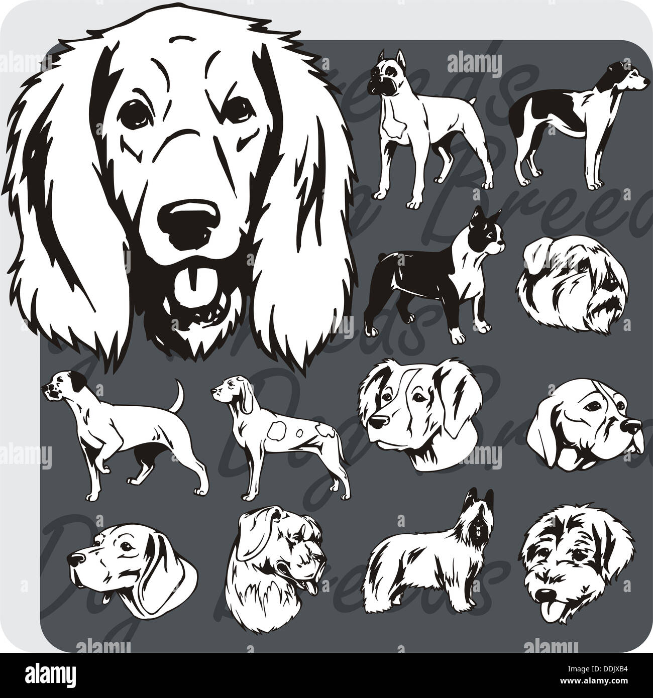 Dog breeds - vinyl-ready illustration Stock Photo - Alamy