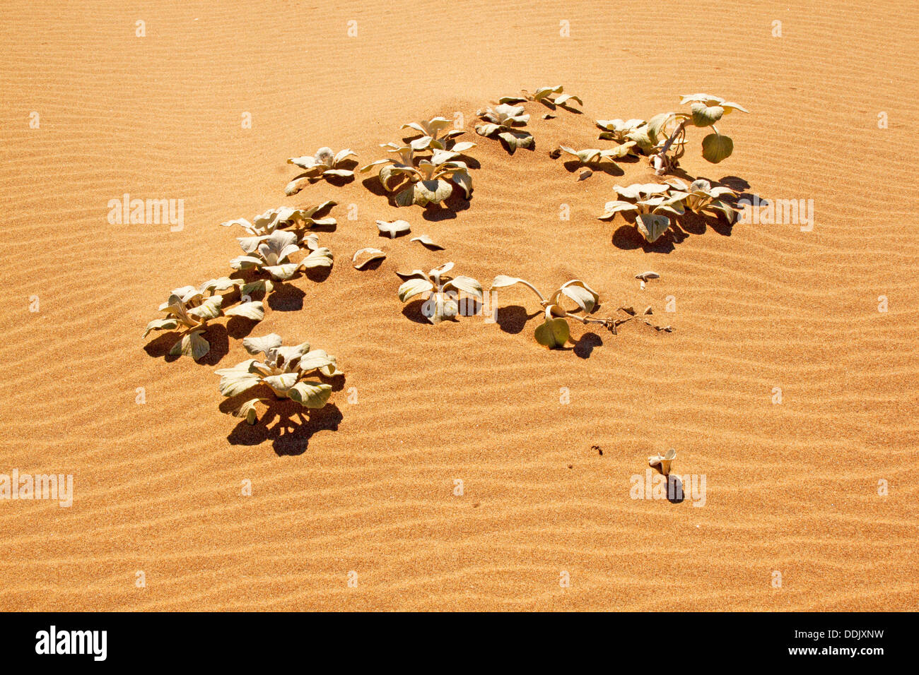 Dune plant growing in beach sand Stock Photo Alamy