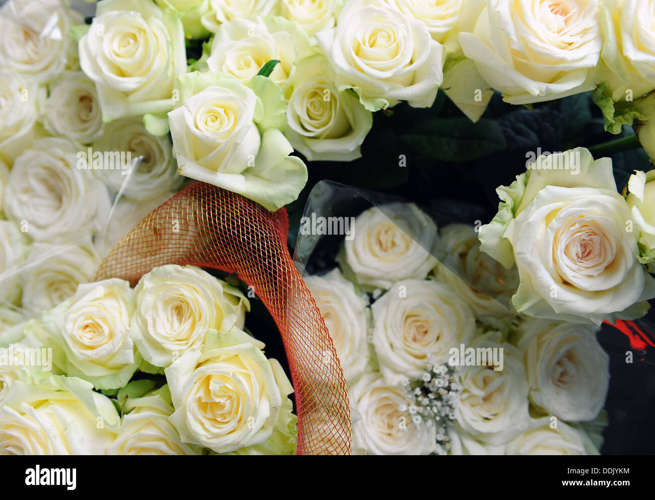 White roses Stock Photo Alamy