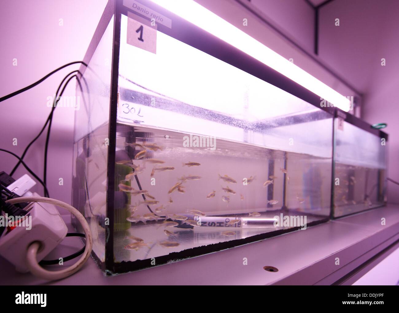 Aquarium for zebrafish, aquatic habitats, ecotoxicity and biocide test