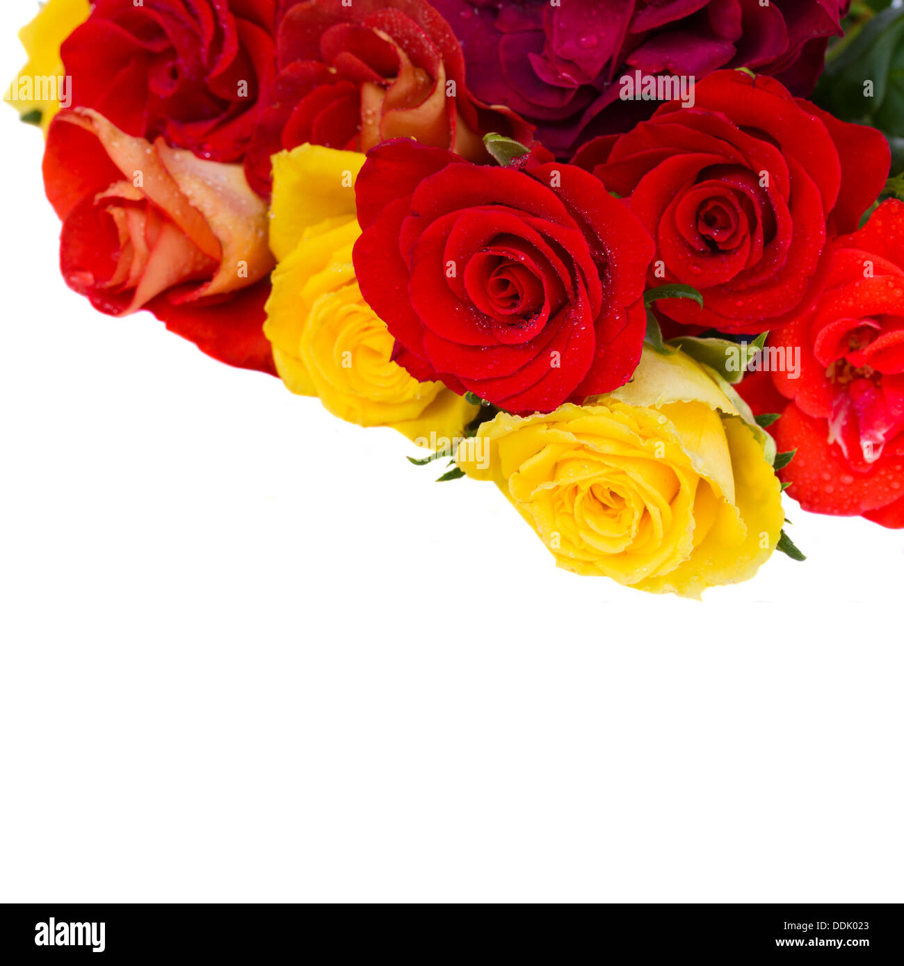 border of fresh garden roses Stock Photo - Alamy