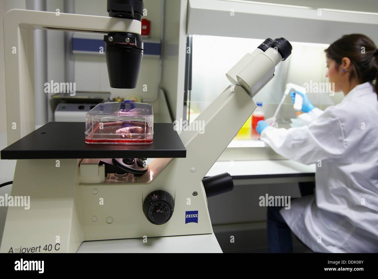 Cell culture room, Researcher handling cell cultures in a laminar Stock