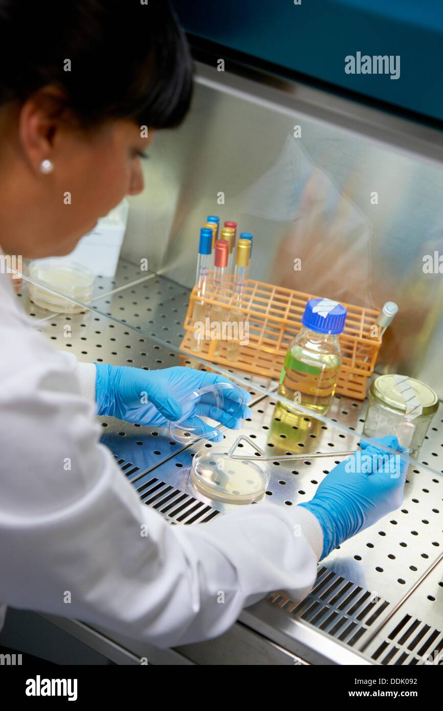 Cleanroom Microbiology Routine activities in laminar flow for