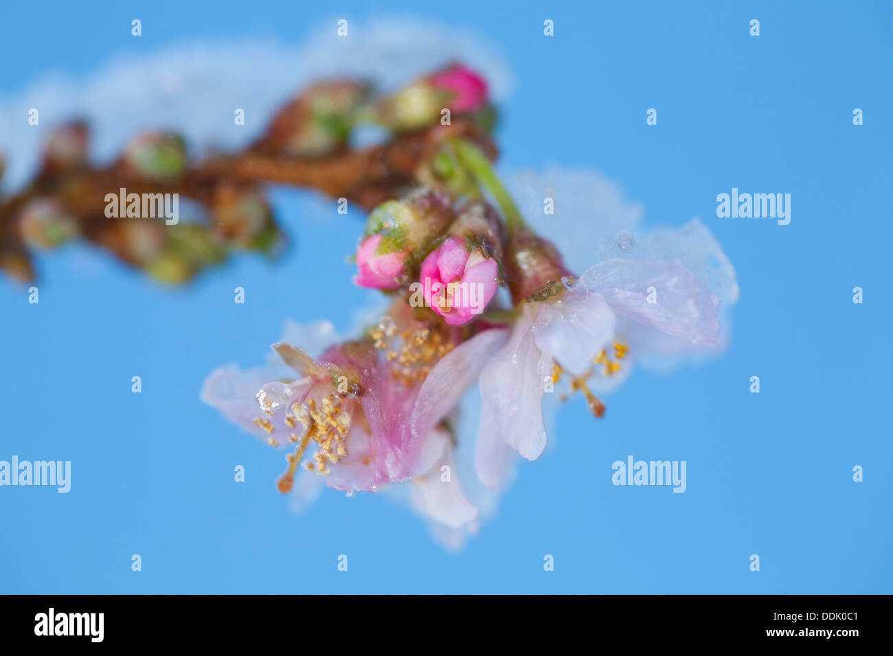Flowers of Prunus X subhirtella autumnalis 'Rosea'. Winter flowering cherry tree with snow. Stock Photo
