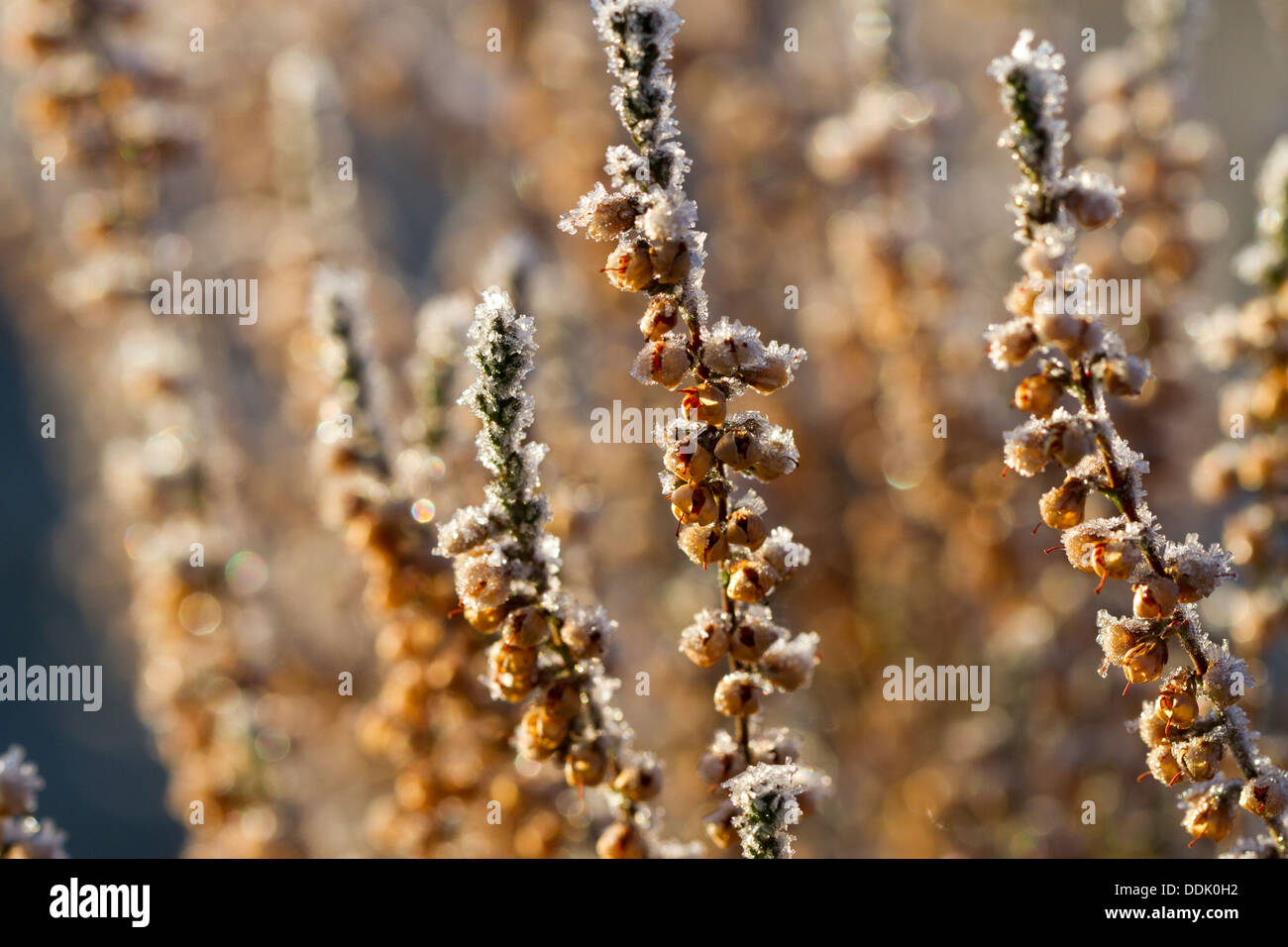 Common Heather or Ling (Calluna vulgaris) frost covered plant in winter. Powys, Wales. February. Stock Photo