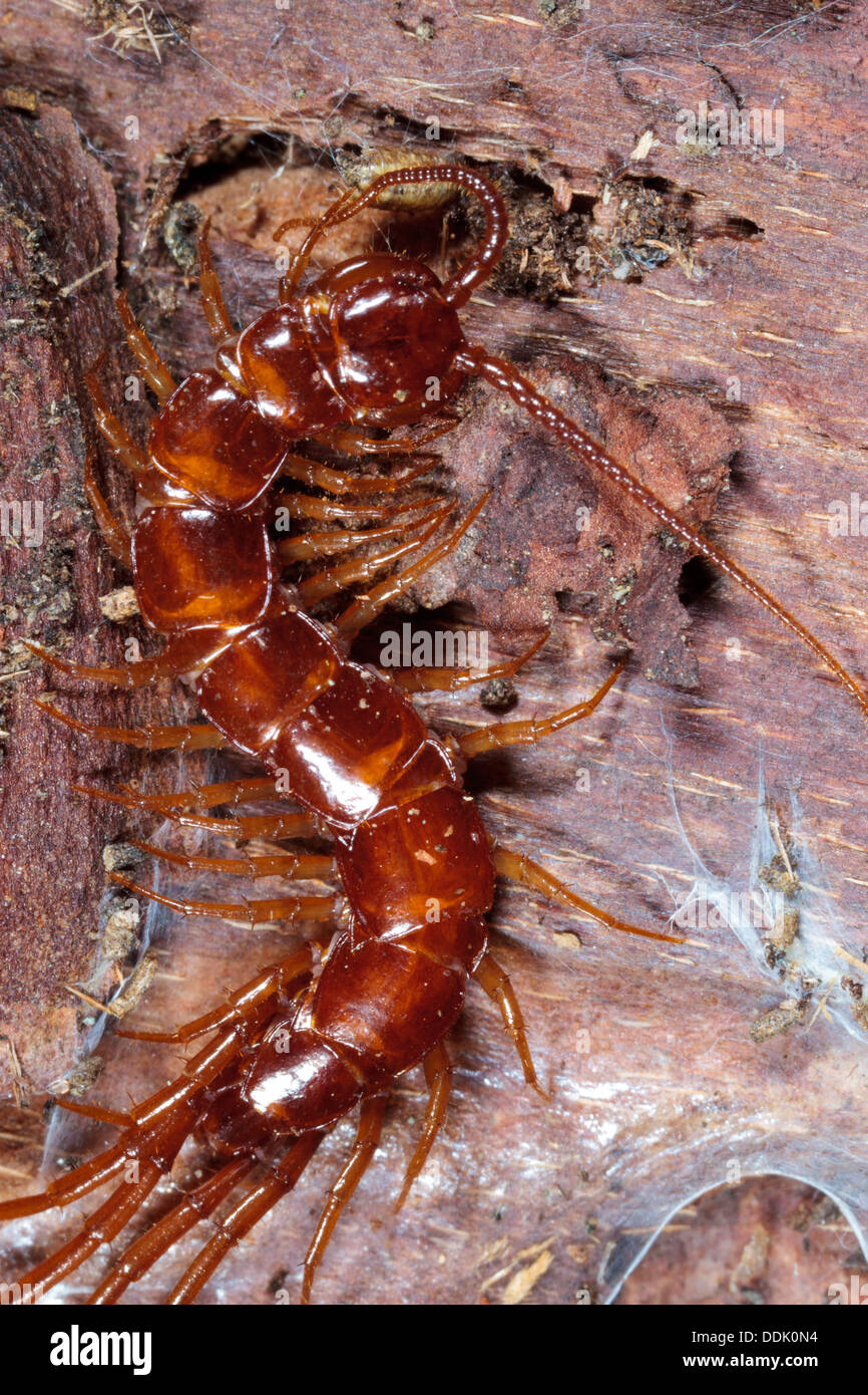 Brown Centipede (Lithobius forficatus) under bark. Powys, Wales. February. Stock Photo