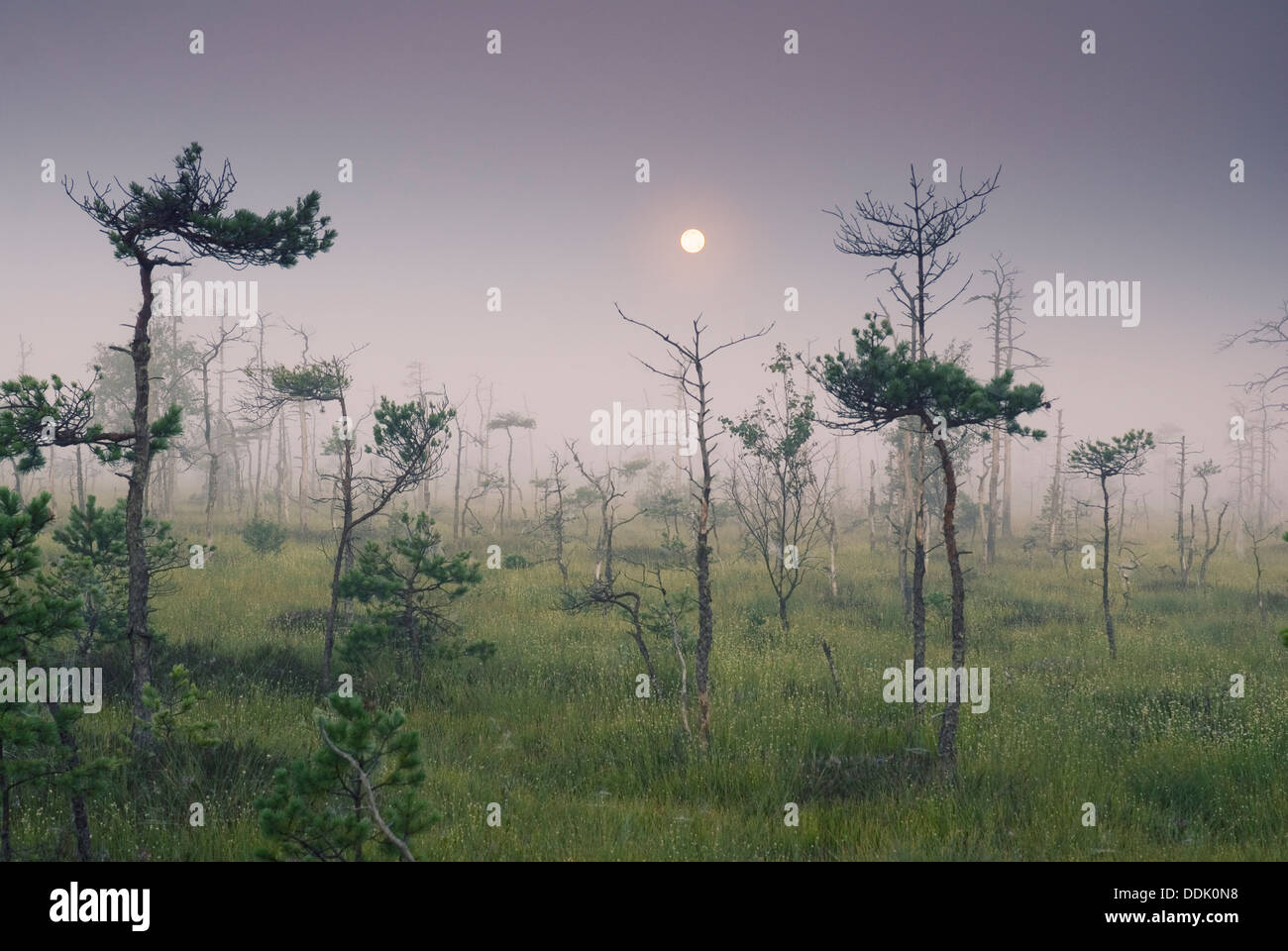 Moon over swamp, Western Latvia, Kurzeme, Europe Stock Photo