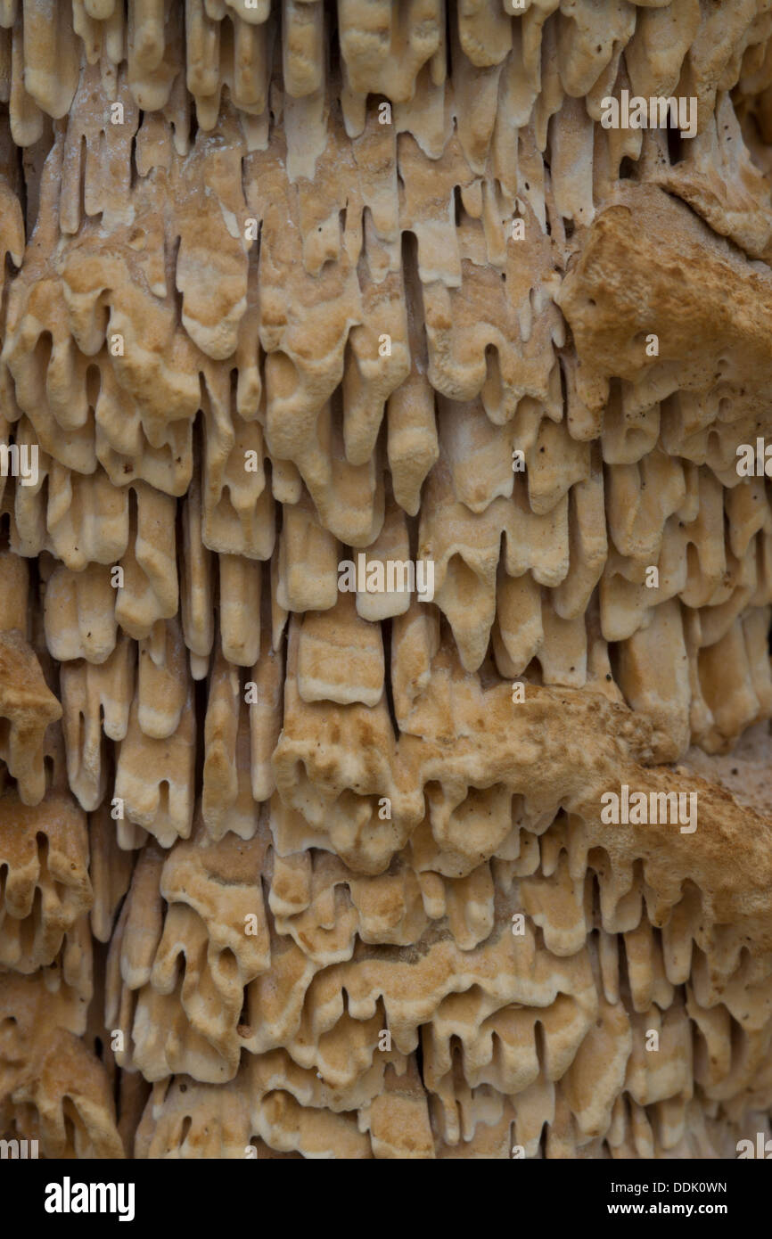 Close-up of Oak Mazegill bracket fungus (Daedalea quercina) fruiting bodies. Powys, Wales. February. Stock Photo