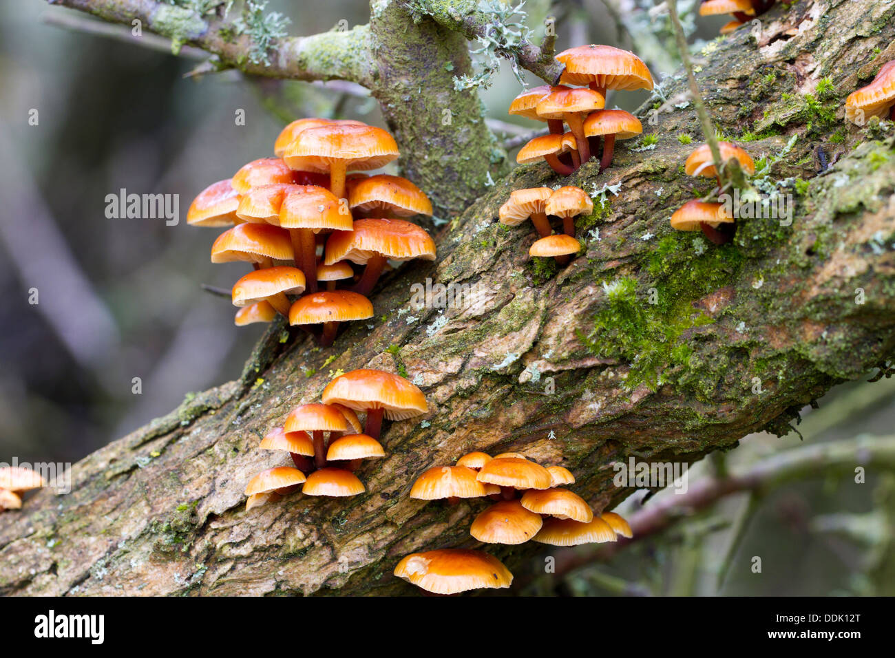 Velvet Shank fungi (Flammulina velutipes) fruiting on a stem of common gorse (Ulex europaeus). East Sussex, England. April. Stock Photo