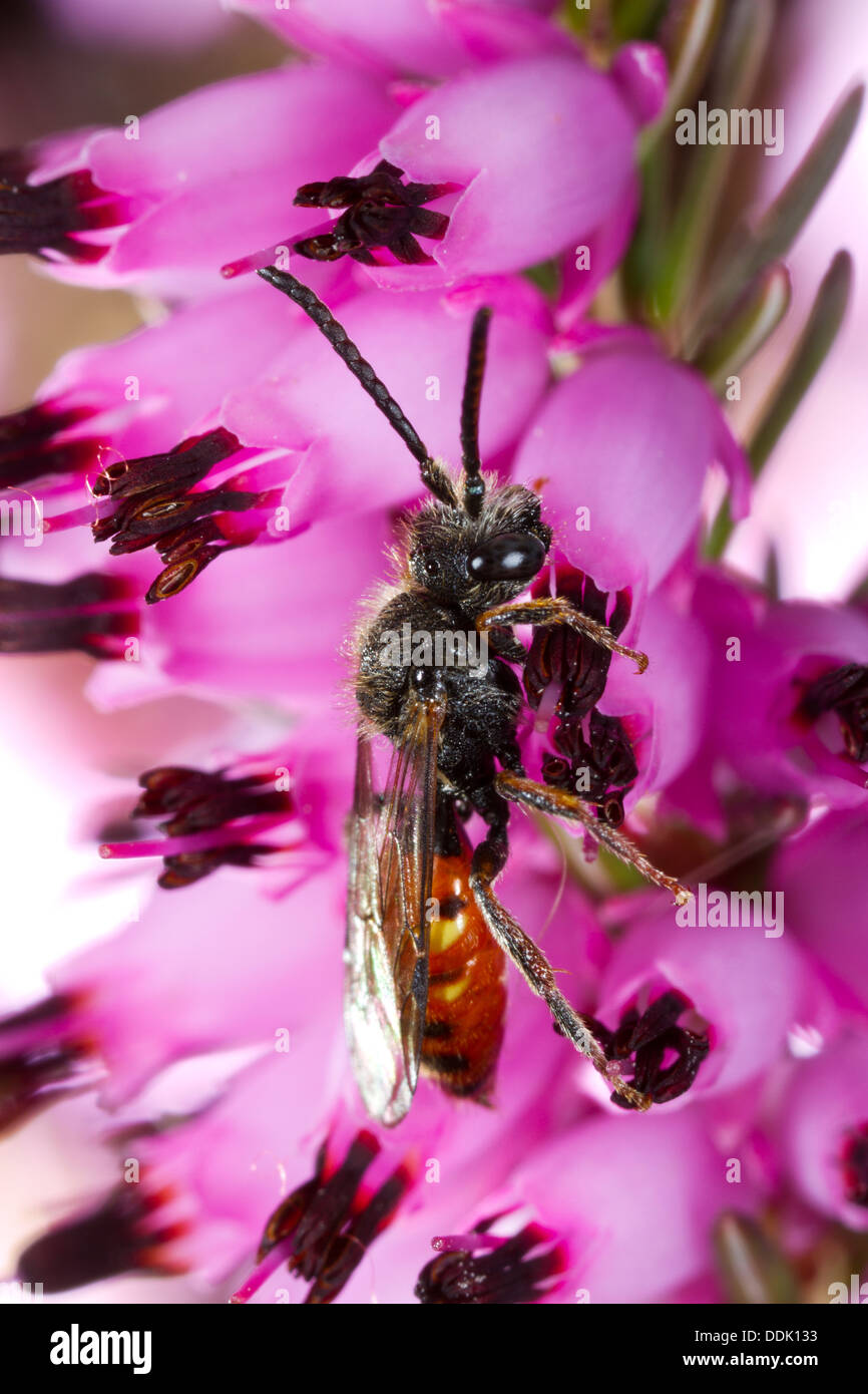 Male solitary cuckoo bee Fabricius' Nomad Bee (Nomada fabriciana) feeding on an Erica flower in a garden. Powys, Wales. April. Stock Photo