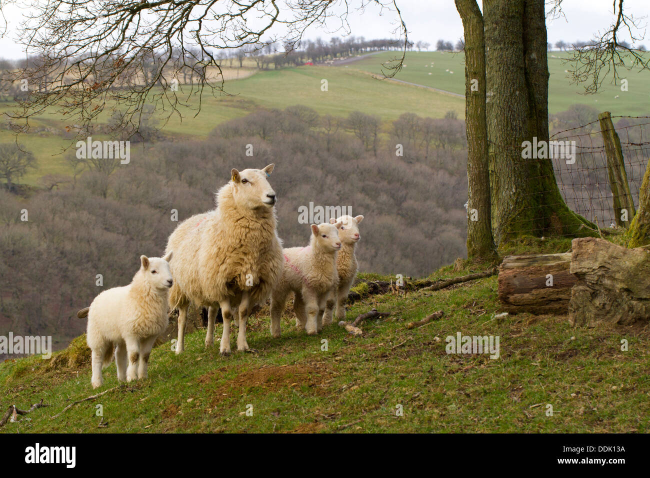 Cross-bred ewe with several lambs on a Welsh hill farm. Powys, Wales. April. Stock Photo